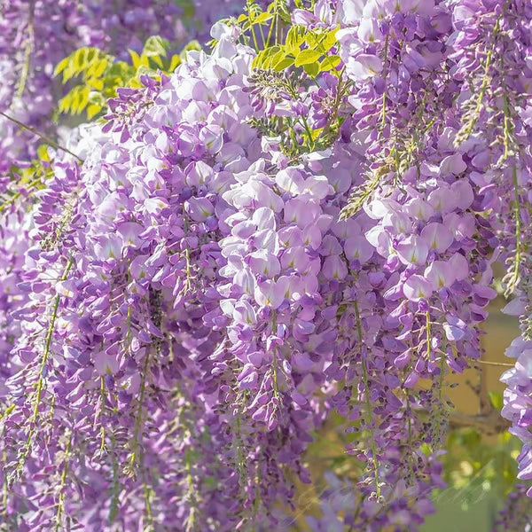 Wisteria Flower Seeds - Nature's Purple Elegance Fragrant, Quick-Growing (40 PCS)