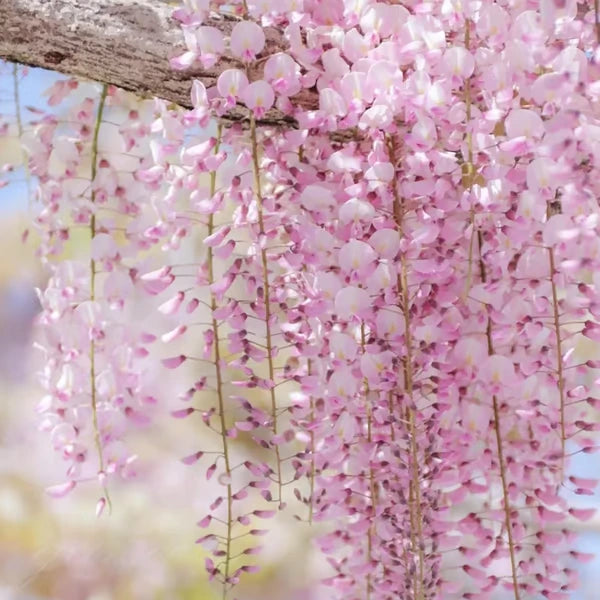 Wisteria Flower Seeds - Nature's Purple Elegance Fragrant, Quick-Growing (40 PCS)