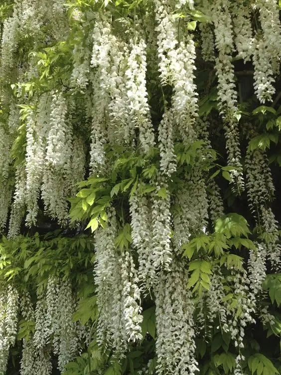 Wisteria Flower Seeds - Nature's Purple Elegance Fragrant, Quick-Growing (40 PCS)