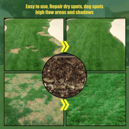7 Days Germination🌱 Evergreen Grass Seed For Four Seasons (Pack Of 100 Seeds)