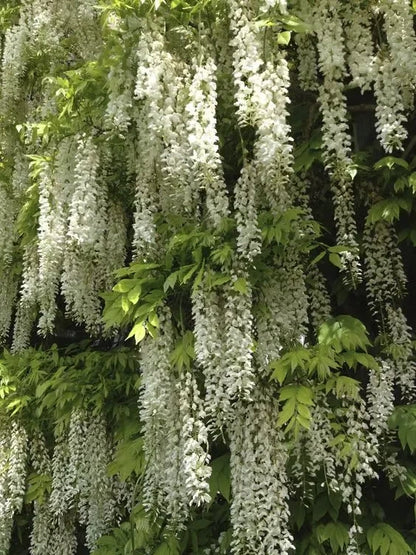 Wisteria Flower Seeds - Nature's Purple Elegance Fragrant, Quick-Growing (40 PCS)