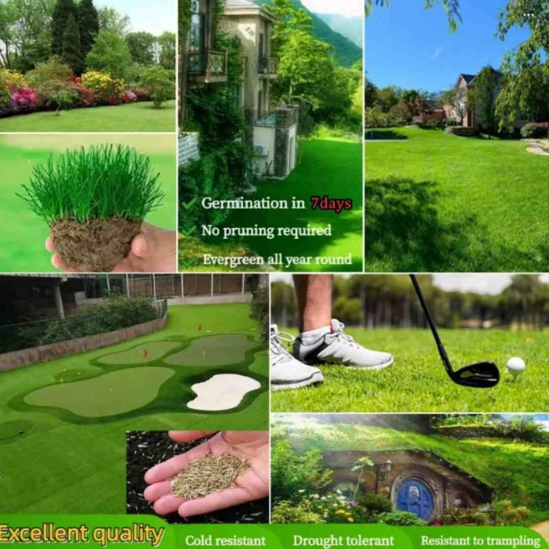 7 Days Germination🌱 Evergreen Grass Seed For Four Seasons (Pack Of 100 Seeds)