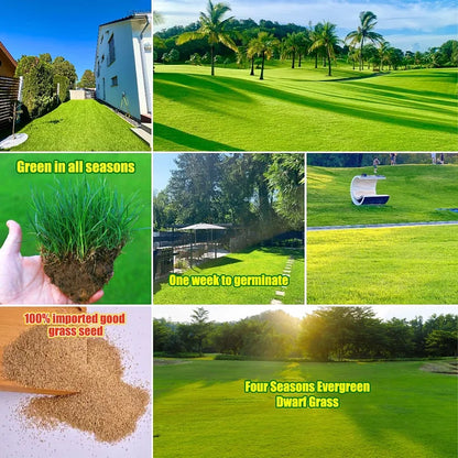 7 Days Germination🌱 Evergreen Grass Seed For Four Seasons (Pack Of 100 Seeds)