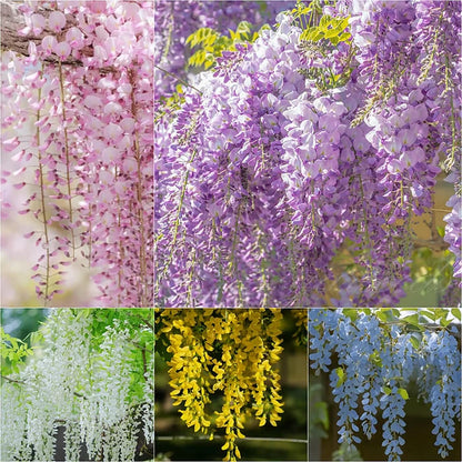 Wisteria Flower Seeds - Nature's Purple Elegance Fragrant, Quick-Growing (40 PCS)