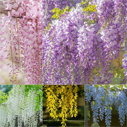 Wisteria Flower Seeds - Nature's Purple Elegance Fragrant, Quick-Growing (40 PCS)