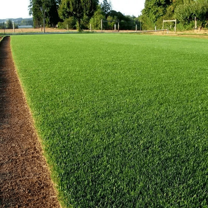 7 Days Germination🌱 Evergreen Grass Seed For Four Seasons (Pack Of 100 Seeds)